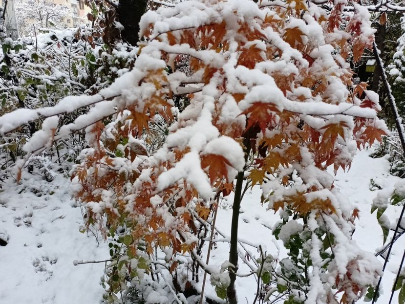  - Grădina 2024 continuare 5