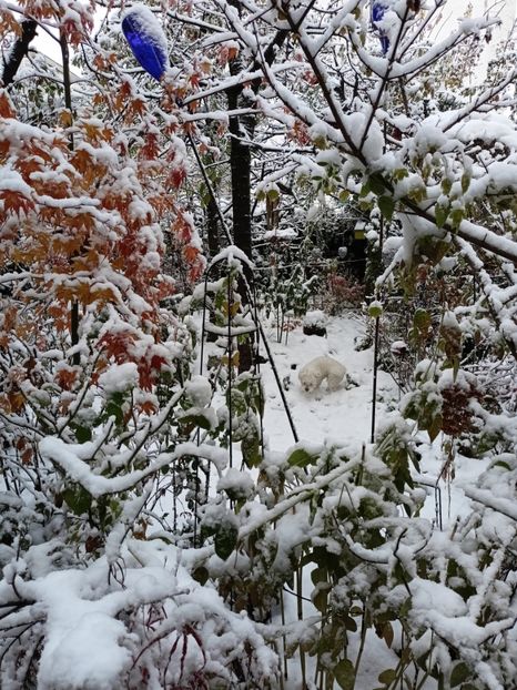  - Grădina 2024 continuare 5