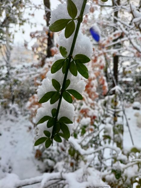  - Grădina 2024 continuare 5