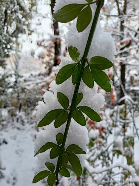  - Grădina 2024 continuare 5