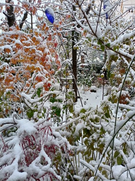  - Grădina 2024 continuare 5