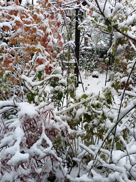  - Grădina 2024 continuare 5