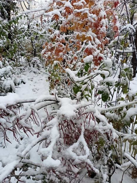 Asahi-Zuru și Hubb's Red Willow - Grădina 2024 continuare 5