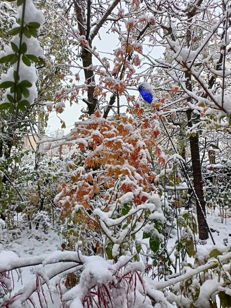  - Grădina 2024 continuare 5