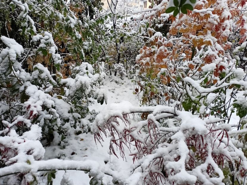 Asahi-Zuru și Hubb's Red Willow - Grădina 2024 continuare 5