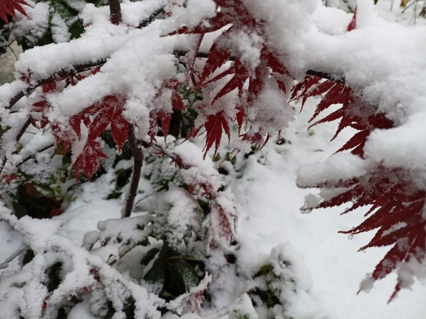 Pixie - Grădina 2024 continuare 5