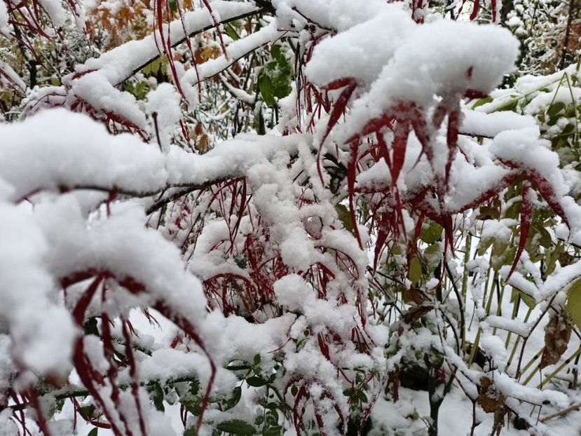  - Grădina 2024 continuare 5