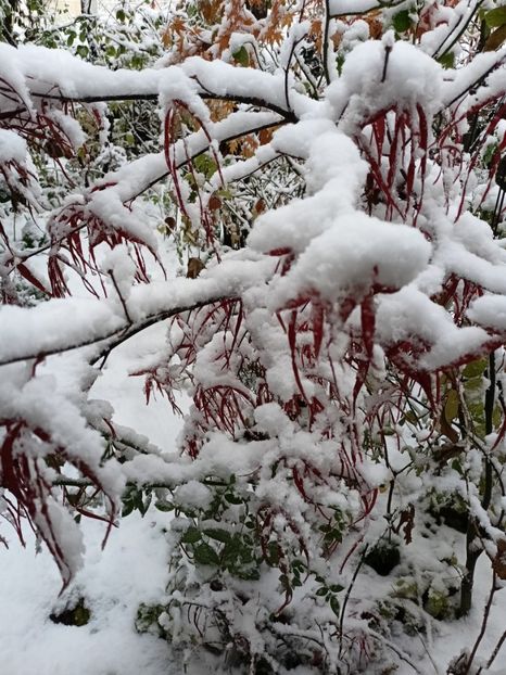  - Grădina 2024 continuare 5