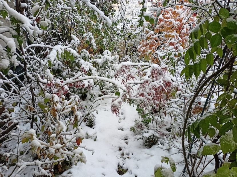  - Grădina 2024 continuare 5