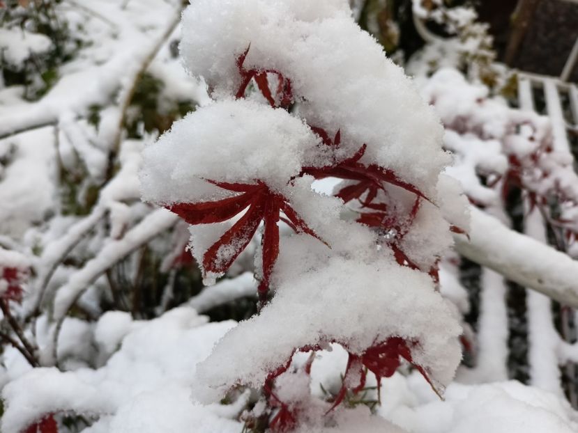 Shirazz - Grădina 2024 continuare 5