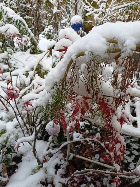  - Grădina 2024 continuare 5