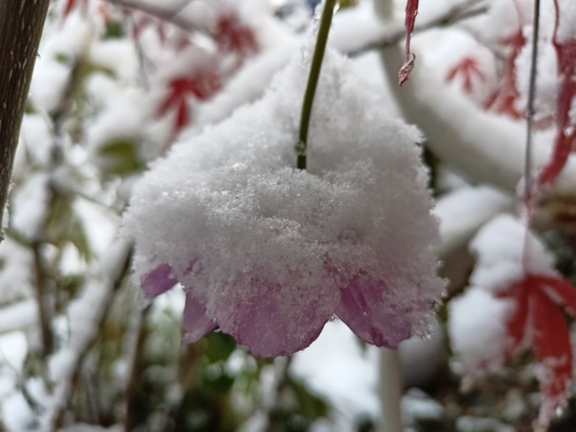 Cosmos - Grădina 2024 continuare 5