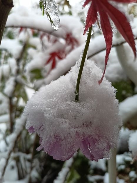  - Grădina 2024 continuare 5