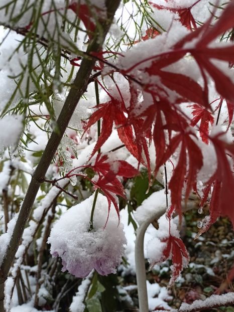  - Grădina 2024 continuare 5