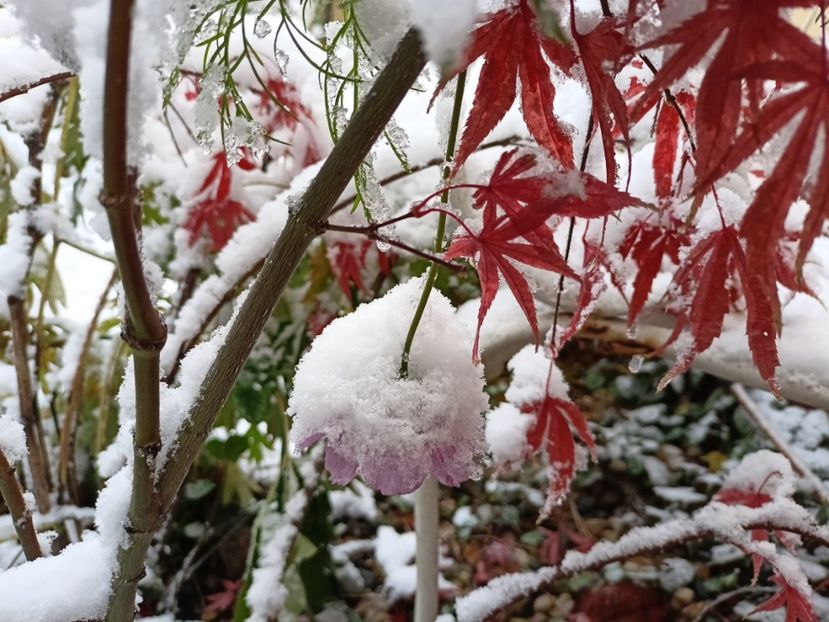  - Grădina 2024 continuare 5