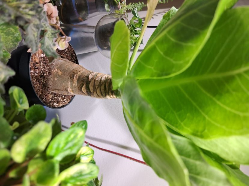  - Brighamia insignis