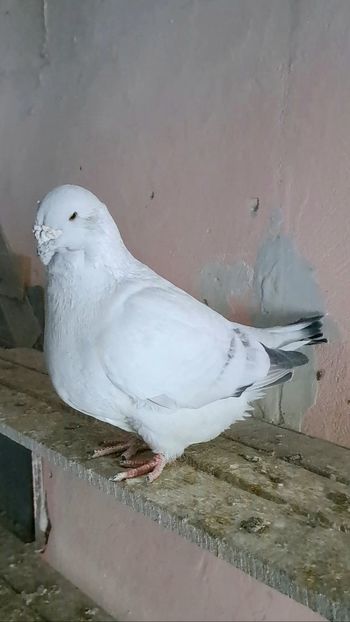 Screenshot_20241123_122609_Gallery - VOIAJOR ROMANESC DE FRUMUSETE MASCULI