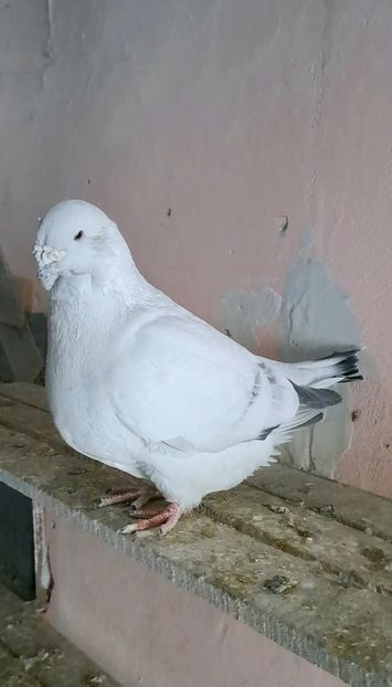 Screenshot_20241123_122510_Gallery - VOIAJOR ROMANESC DE FRUMUSETE MASCULI