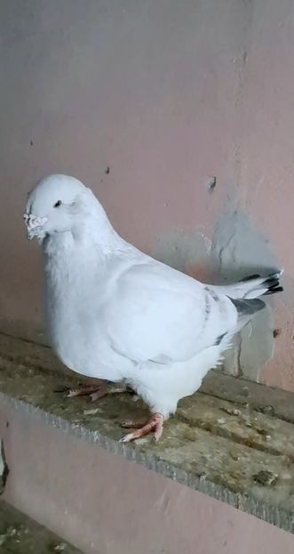 Screenshot_20241123_122533_Gallery - VOIAJOR ROMANESC DE FRUMUSETE MASCULI