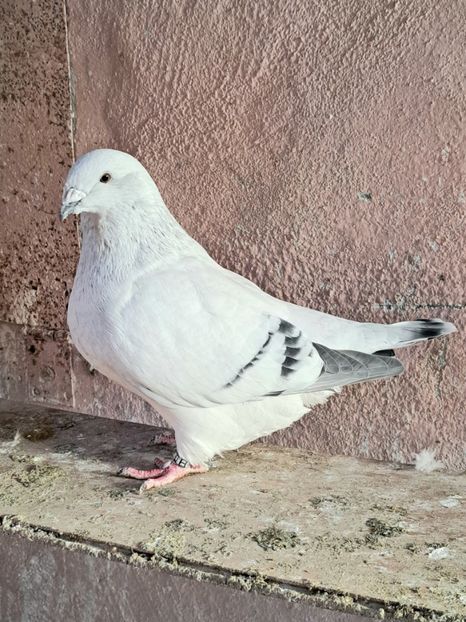 Fem 22 - VOIAJOR ROMANESC DE FRUMUSETE FEMELE