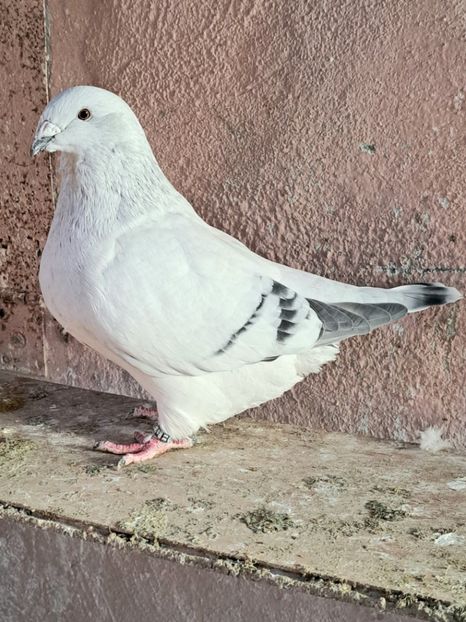 Fem 22 - VOIAJOR ROMANESC DE FRUMUSETE FEMELE