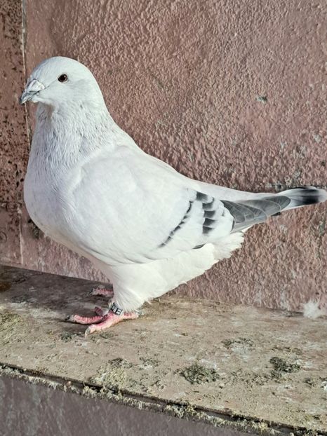 Fem 22 - VOIAJOR ROMANESC DE FRUMUSETE FEMELE