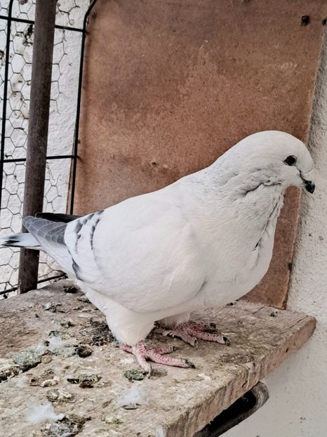 Fem 23 - VOIAJOR ROMANESC DE FRUMUSETE FEMELE