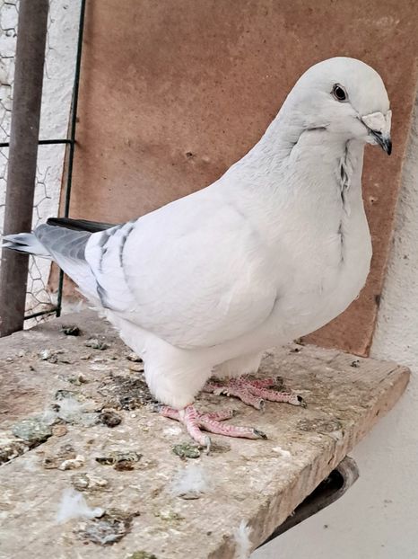 Fem 23 - VOIAJOR ROMANESC DE FRUMUSETE FEMELE