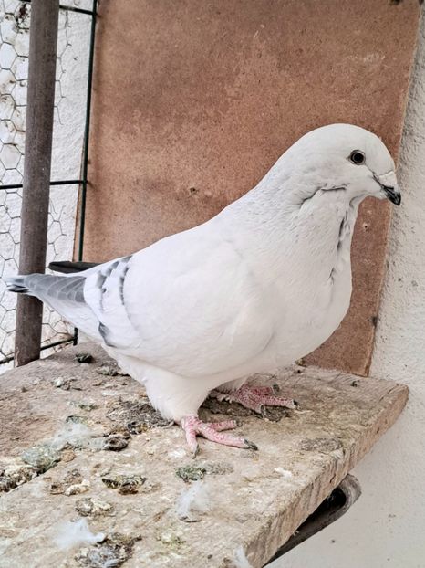 Fem 23 - VOIAJOR ROMANESC DE FRUMUSETE FEMELE