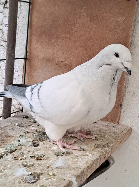 Fem 23 - VOIAJOR ROMANESC DE FRUMUSETE FEMELE