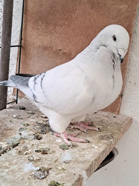 Fem 23 - VOIAJOR ROMANESC DE FRUMUSETE FEMELE