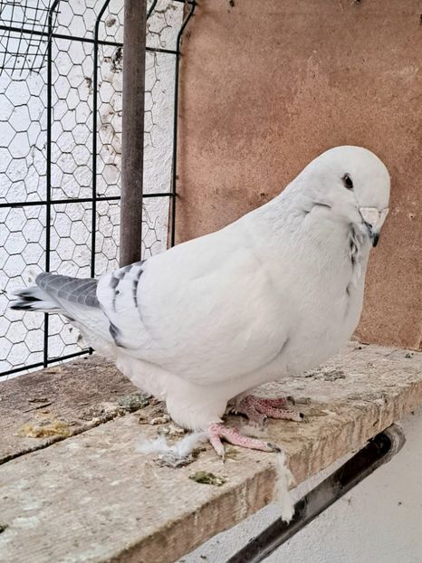  - VOIAJOR ROMANESC DE FRUMUSETE FEMELE