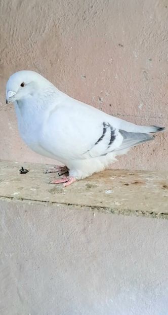 Fem 23 - VOIAJOR ROMANESC DE FRUMUSETE FEMELE