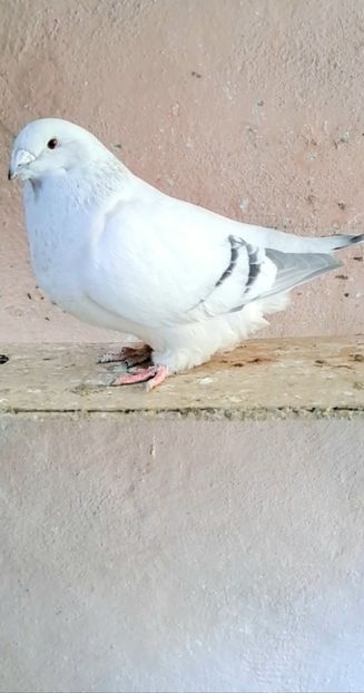 Fem 23 - VOIAJOR ROMANESC DE FRUMUSETE FEMELE