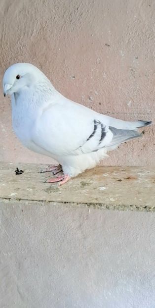 Fem 23 - VOIAJOR ROMANESC DE FRUMUSETE FEMELE