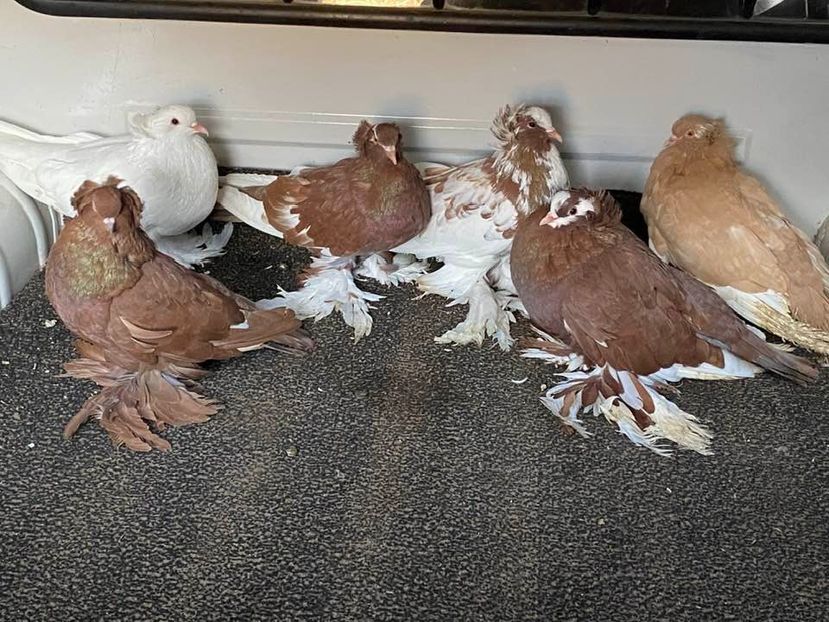 vânduți lui Dumitru Voicu - Porumbei VÂNDUȚI