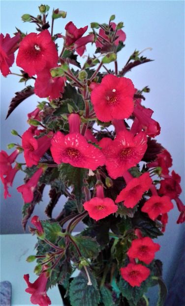 Astazi-2024- - 0000 ACHIMENES
