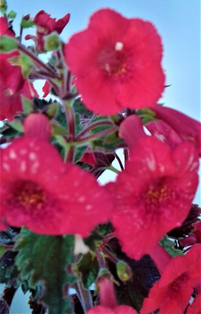  - 0000 ACHIMENES