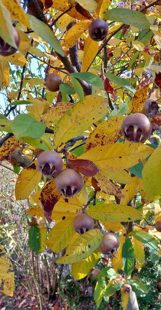  - 2024 - 03 - Toamna