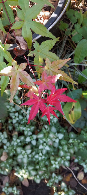  - 2024 - 03 - Toamna