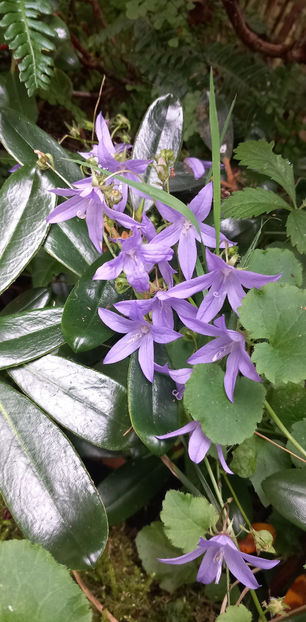  - 2024 - 03 - Toamna