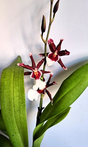  - Oncidium