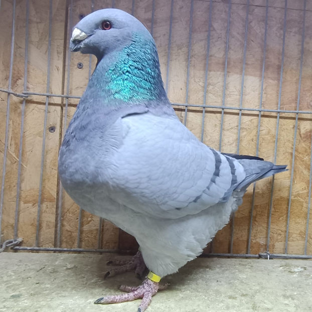 F-2023 No.68 - AMERICAN GiANT HOMER MATCA