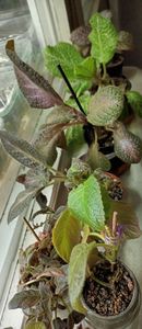  - Episcia
