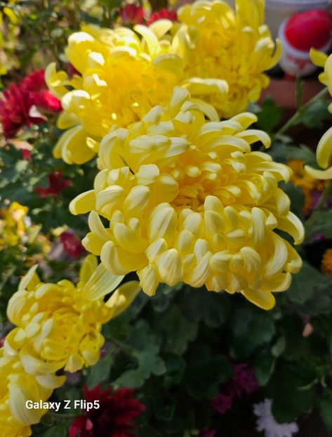  - Crizanteme 22 23 24