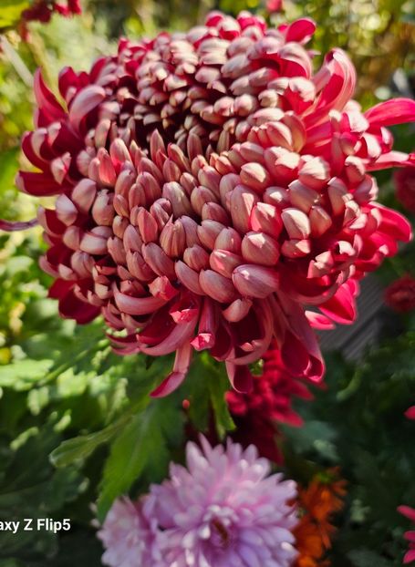  - Crizanteme 22 23 24