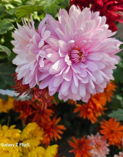  - Crizanteme 22 23 24