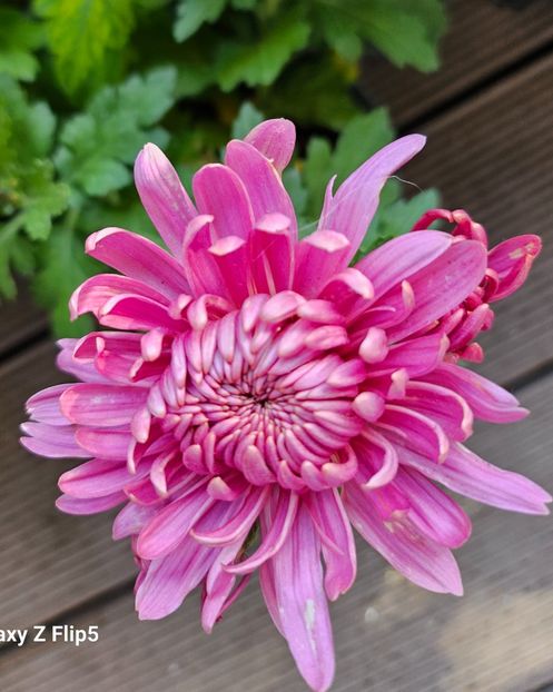  - Crizanteme 22 23 24