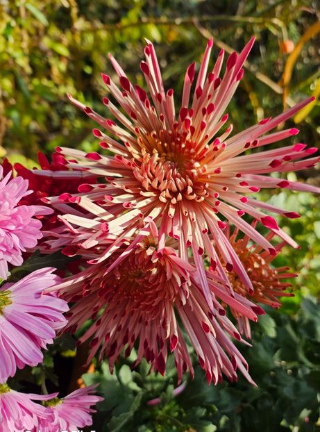  - Crizanteme 22 23 24