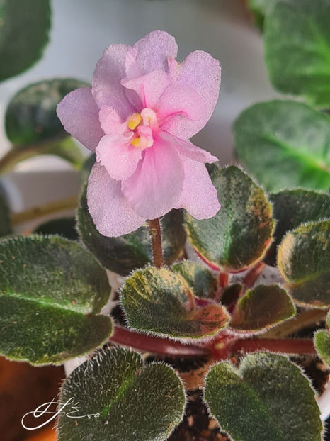  - MK-Nochniye Motiljky